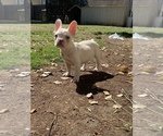 Small Photo #3 French Bulldog Puppy For Sale in VALLEJO, CA, USA
