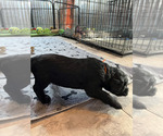 Small #1 Labradoodle