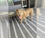 Small #1 Labrador Retriever Mix