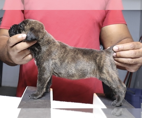 Medium Photo #12 Cane Corso Puppy For Sale in MOUNT MORRIS, MI, USA