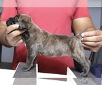 Litter of 8 - Male(s) and Female(s) Cane CorsoLitter of Puppies for Sale - Photo #12