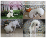 Small #26 Poodle (Toy)