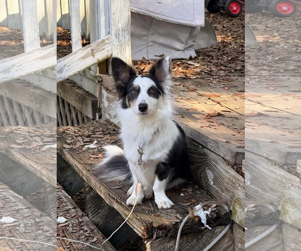 Medium Photo #1 Border Collie-Dachshund Mix Puppy For Sale in Valrico, FL, USA