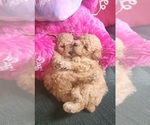 Small Poodle (Toy)
