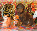 Small #2 Doberman Pinscher