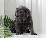 Small #2 Cane Corso