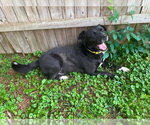 Small #1 Labrador Retriever Mix