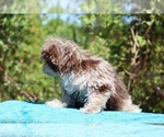 Small #22 ShihPoo