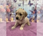 Small #11 English Cream Golden Retriever
