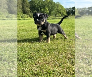 Medium American Bully