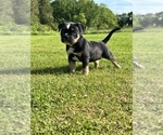 Puppy Karma ukc American Bully