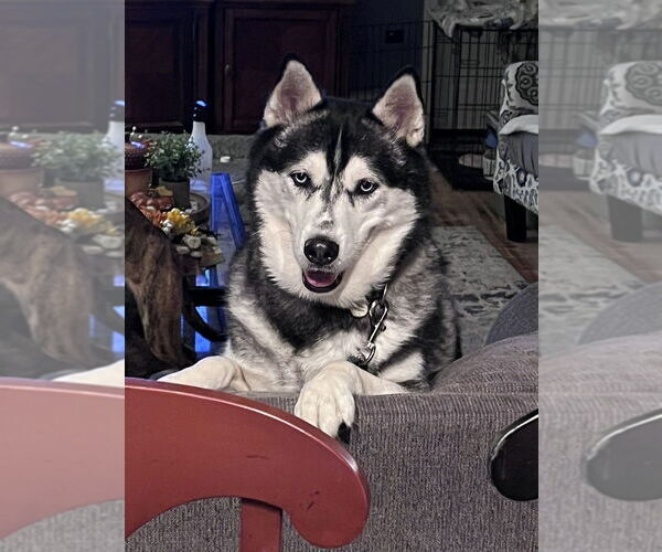 Medium Photo #25 Siberian Husky Puppy For Sale in Brewster, NY, USA