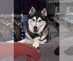 Small #24 Siberian Husky
