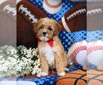 Small Photo #4 Cavapoo Puppy For Sale in ATGLEN, PA, USA