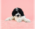 Small #1 Cavapoo (Standard)