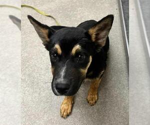German Shepherd Dog-Unknown Mix Dogs for adoption in HESPERIA, CA, USA