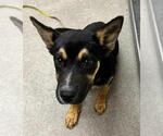 Small German Shepherd Dog Mix