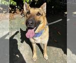 Small #4 German Shepherd Dog