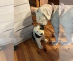 Small #9 Australian Shepherd-Old English Sheepdog Mix