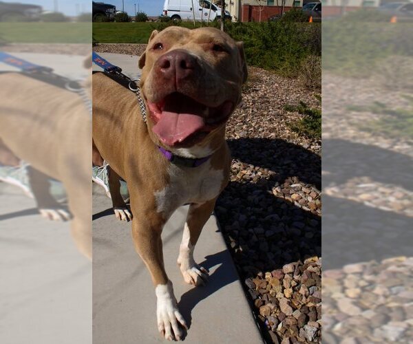 Medium Photo #13 Mutt Puppy For Sale in Chandler, AZ, USA