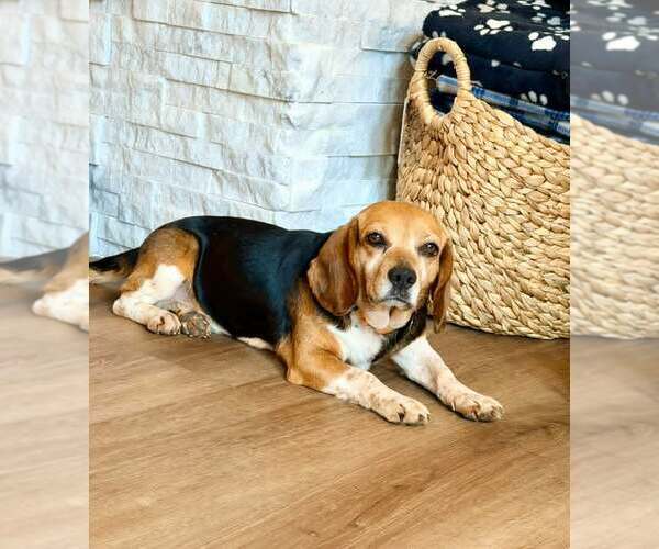 Medium Photo #2 Beagle-Unknown Mix Puppy For Sale in Arlington, VA, USA