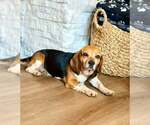 Small #1 Beagle Mix
