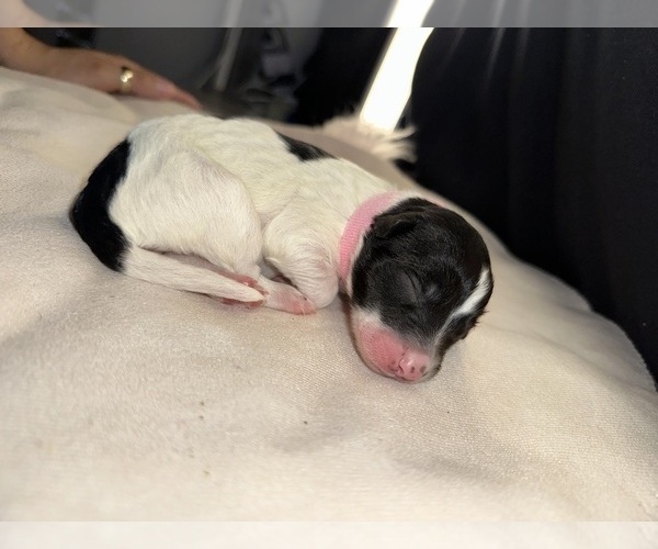 Medium Photo #8 Aussiedoodle Puppy For Sale in LA CRESCENT, MN, USA