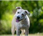 Small #9 Labrador Retriever Mix