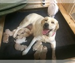 Small Photo #9 Labrador Retriever Puppy For Sale in ROCKWOOD, TN, USA