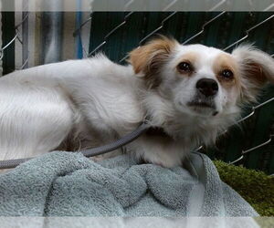 Chihuahua Dogs for adoption in Downey, CA, USA