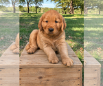 Litter of 2 - Male Golden RetrieverLitter of Puppies for Sale - Small photo