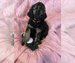 Small Photo #1 English Setter-Irish Doodle Mix Puppy For Sale in ANAMOSA, IA, USA