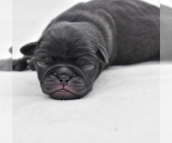 Medium Photo #3 Pug Puppy For Sale in PALM COAST, FL, USA