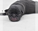 Small #2 Pug