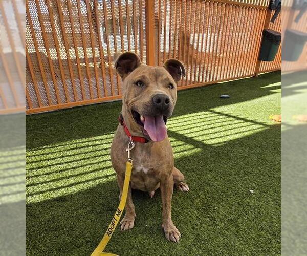 Medium Photo #2 Mutt Puppy For Sale in Las Vegas, NV, USA