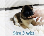 Puppy Sire Akita