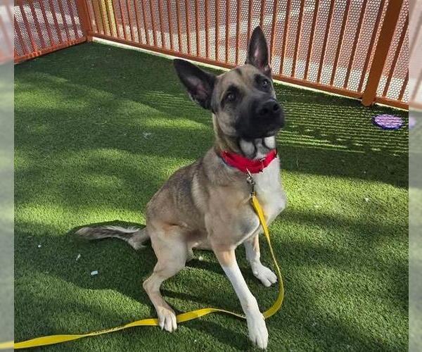 Medium Photo #1 German Shepherd Dog-Unknown Mix Puppy For Sale in Las Vegas, NV, USA