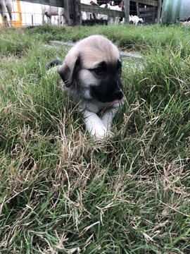 Medium Photo #11 Anatolian Shepherd-Great Pyrenees Mix Puppy For Sale in ROBSTOWN, TX, USA
