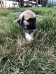 Small Photo #11 Anatolian Shepherd-Great Pyrenees Mix Puppy For Sale in ROBSTOWN, TX, USA