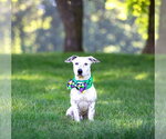 Small #1 Mutt