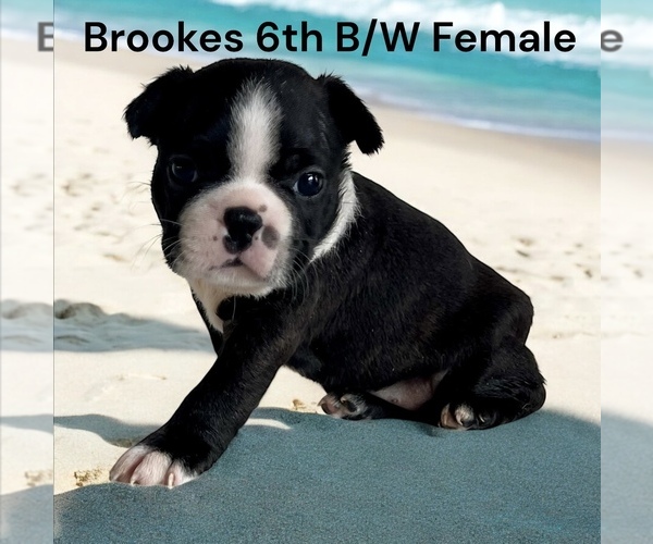 Medium Photo #12 Boston Terrier Puppy For Sale in EWING, KY, USA