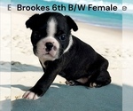 Small #11 Boston Terrier