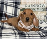 Small Photo #6 Dachshund Puppy For Sale in CEDAR LANE, PA, USA