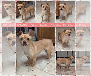 Chihuahua-Unknown Mix Dogs for adoption in Mesa, AZ, USA