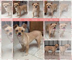 Small Chihuahua Mix
