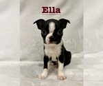 Puppy Ella Boston Terrier