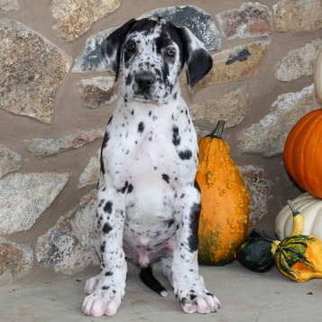 Medium Photo #1 Great Dane Puppy For Sale in GAP, PA, USA