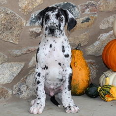 Great Dane Puppy for sale in GAP, PA, USA