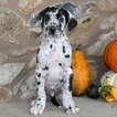 Small Photo #1 Great Dane Puppy For Sale in GAP, PA, USA
