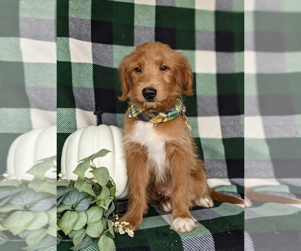 Medium Photo #3 Goldendoodle-Mutt Mix Puppy For Sale in KIRKWOOD, PA, USA